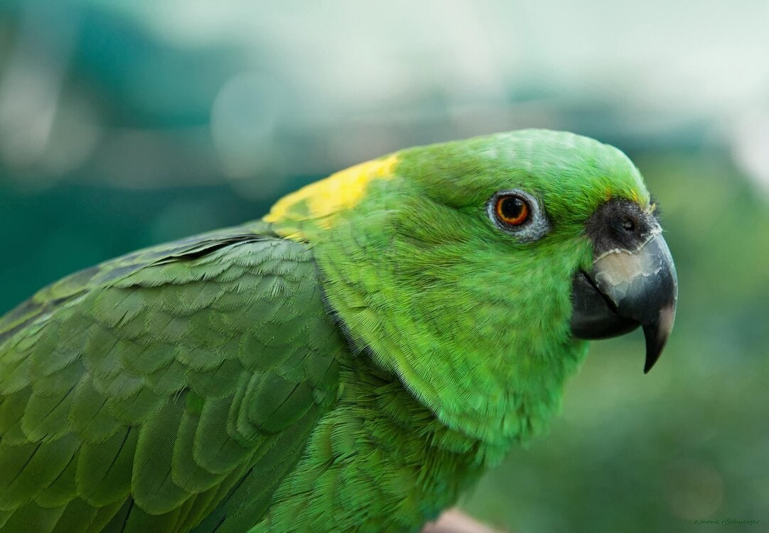 Yellow naped amazon discount
